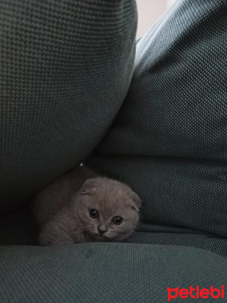 Scottish Fold, Kedi  Nazlı fotoğrafı