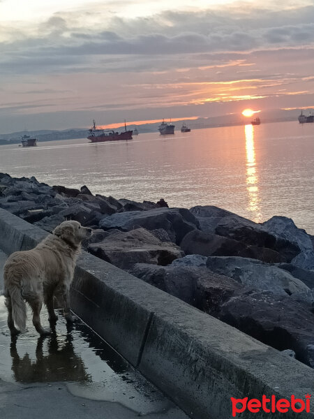 Golden Retriever, Köpek  Lucky fotoğrafı