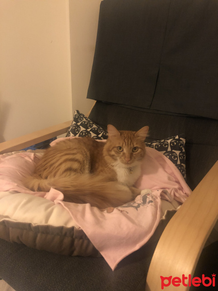 Sarman, Kedi  tarçın fotoğrafı
