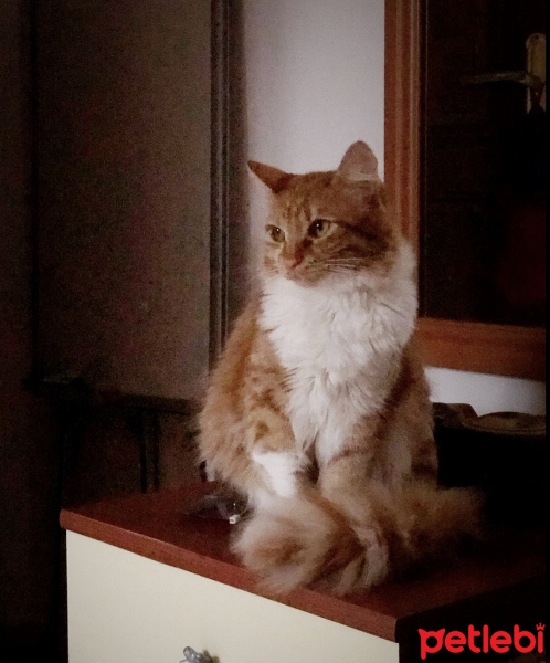 Sarman, Kedi  tarçın fotoğrafı