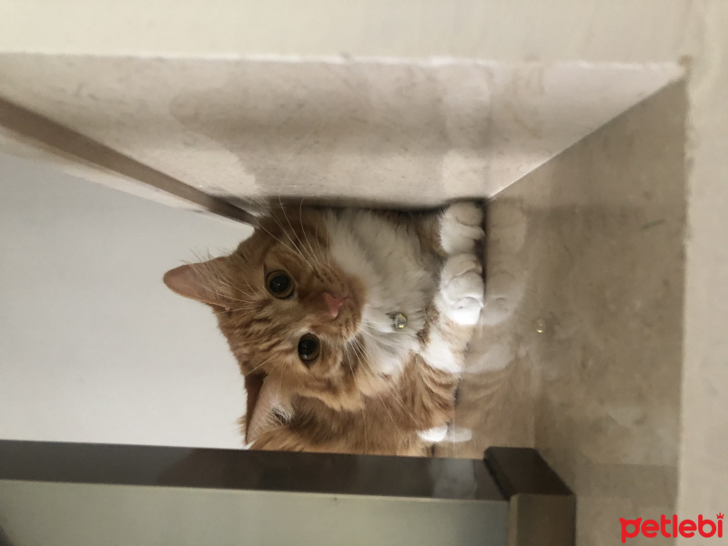 Sarman, Kedi  tarçın fotoğrafı