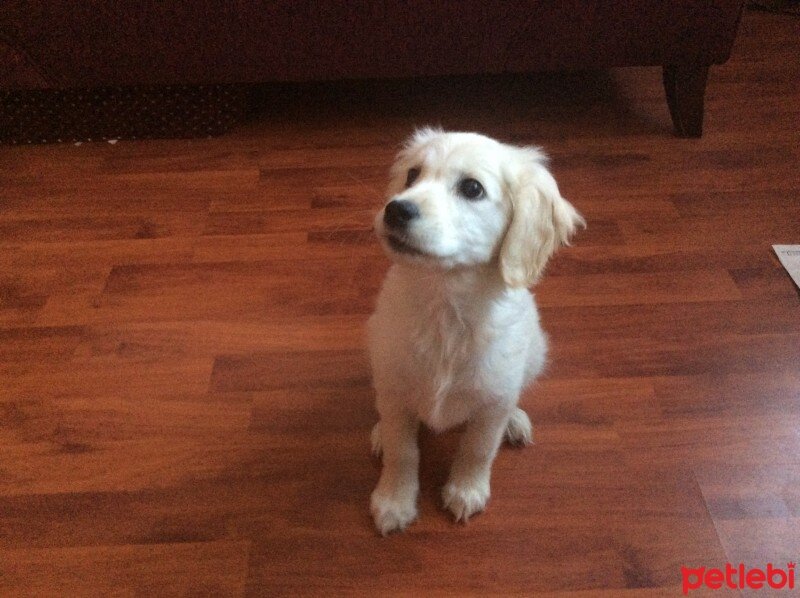 Golden Retriever, Köpek  Minik fotoğrafı