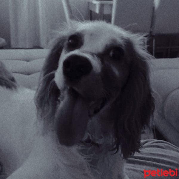King Charles Spaniel, Köpek  Whilzey fotoğrafı