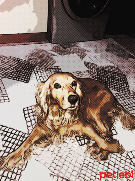 İngiliz Cocker Spaniel, Köpek  Bella fotoğrafı