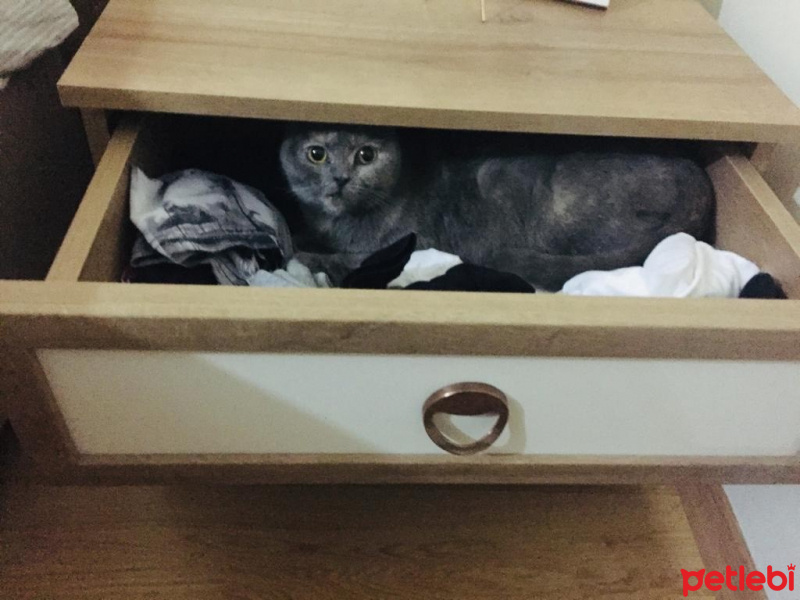 Scottish Fold, Kedi  Lucky fotoğrafı