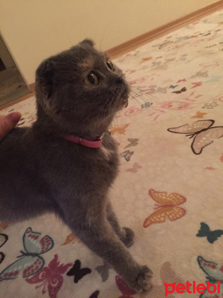 Scottish Fold, Kedi  Lucky fotoğrafı