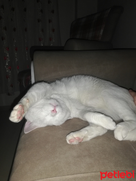 Van Kedisi, Kedi  Sütlaç fotoğrafı