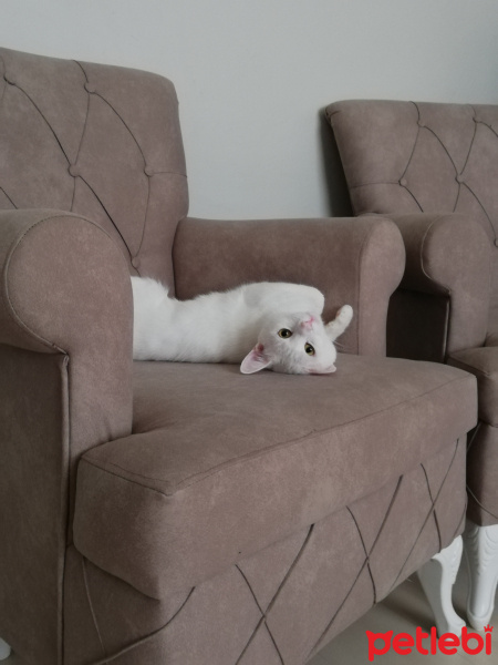 Van Kedisi, Kedi  Sütlaç fotoğrafı
