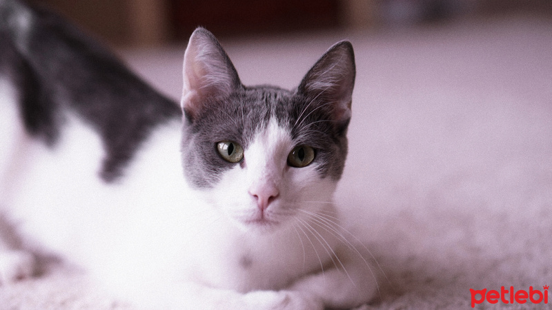 Ocicat, Kedi  Lina fotoğrafı