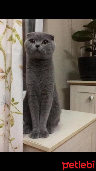 Scottish Fold, Kedi  dumanın annesi fotoğrafı