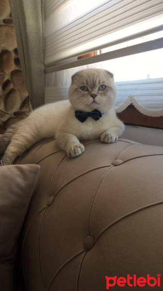 Scottish Fold, Kedi  Lokum fotoğrafı