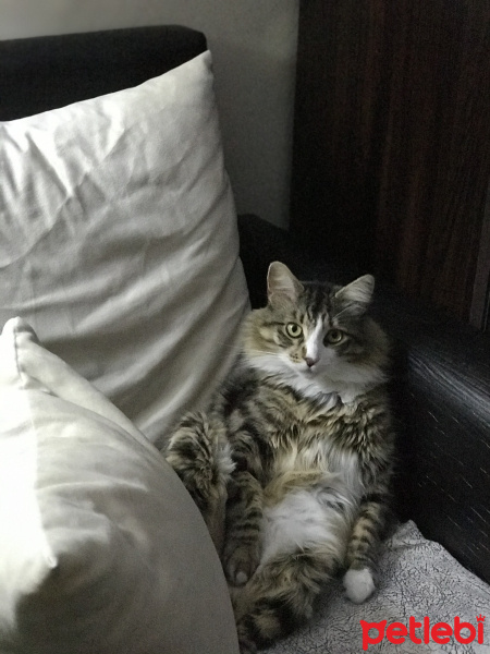Norwegian Forest, Kedi  Çico fotoğrafı