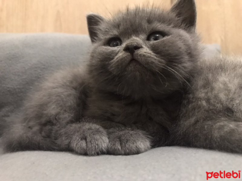 British Shorthair, Kedi  Hera fotoğrafı