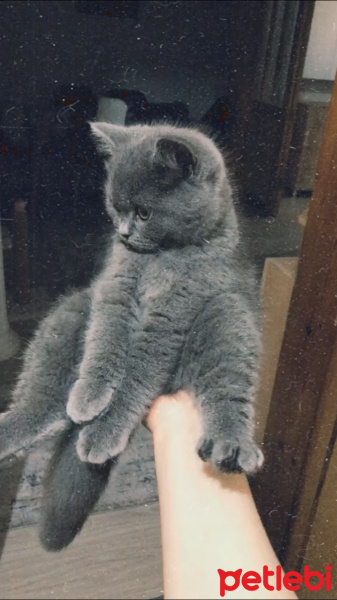 British Shorthair, Kedi  Hera fotoğrafı