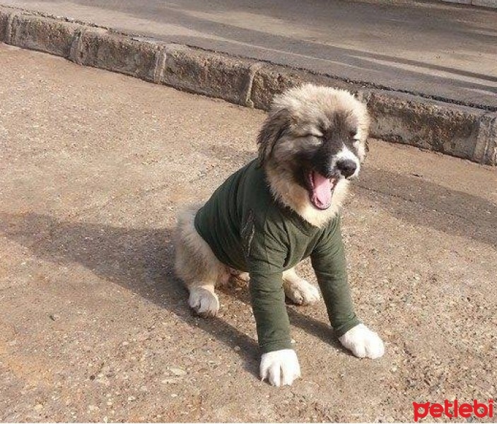 Kangal, Köpek  çavuş fotoğrafı