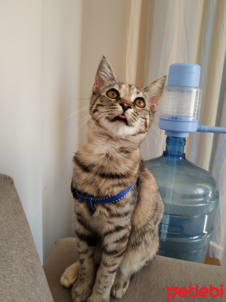 Tekir Kedi, Kedi  bihter iyi bakacak birine sahiplendirmek istiyoruz fotoğrafı