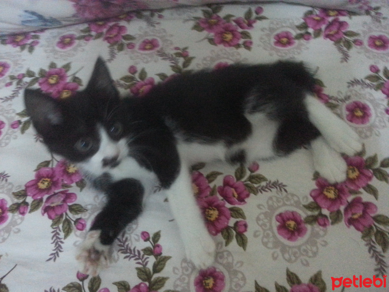 British Shorthair, Kedi  Zeytin fotoğrafı