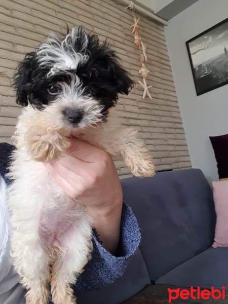 Maltese, Köpek  Miya fotoğrafı