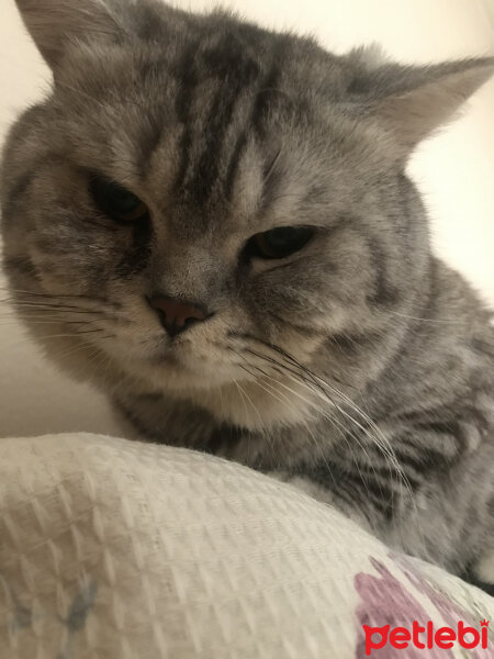 British Shorthair, Kedi  Duman fotoğrafı