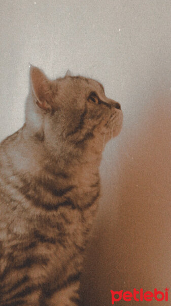 British Shorthair, Kedi  Duman fotoğrafı