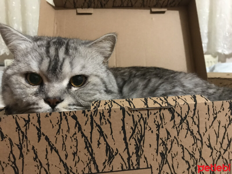 British Shorthair, Kedi  Duman fotoğrafı