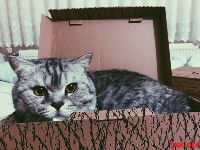 British Shorthair, Kedi  Duman fotoğrafı