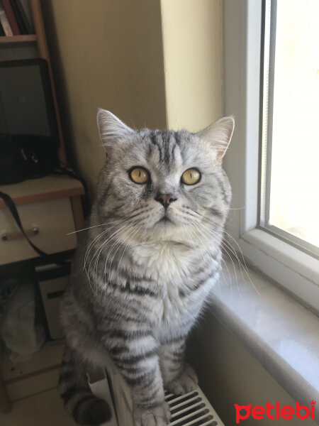 British Shorthair, Kedi  Duman fotoğrafı