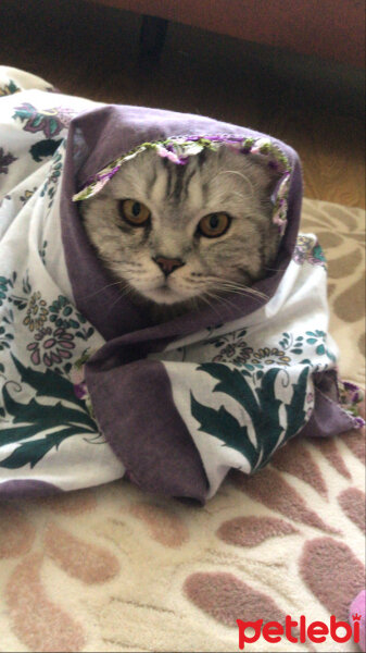 British Shorthair, Kedi  Duman fotoğrafı