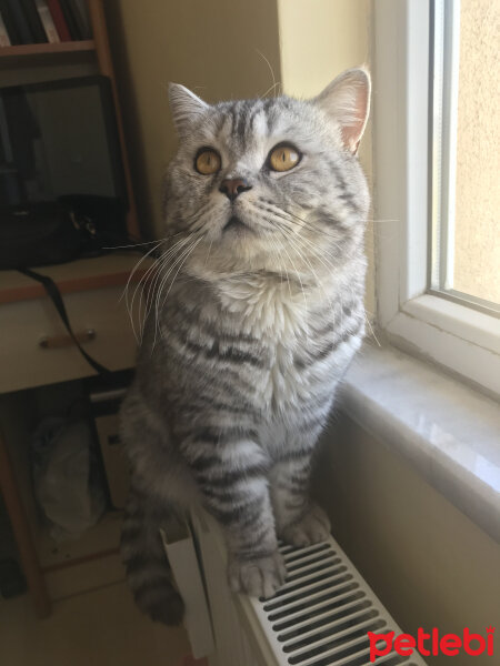 British Shorthair, Kedi  Duman fotoğrafı