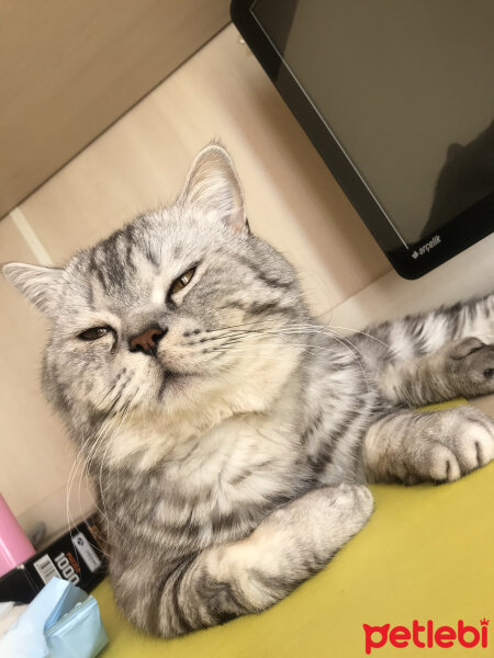 British Shorthair, Kedi  Duman fotoğrafı