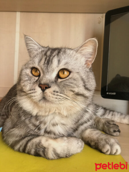 British Shorthair, Kedi  Duman fotoğrafı