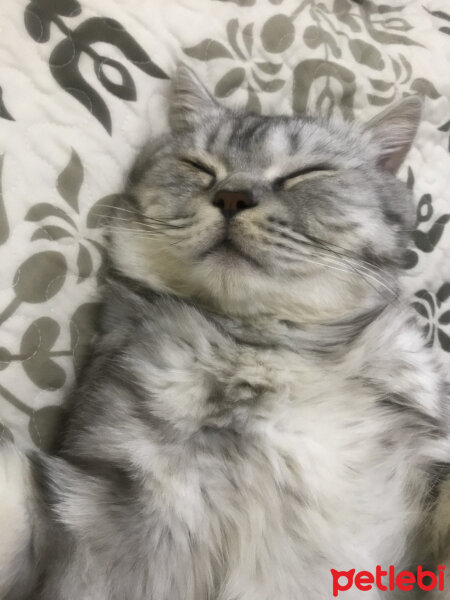 British Shorthair, Kedi  Duman fotoğrafı