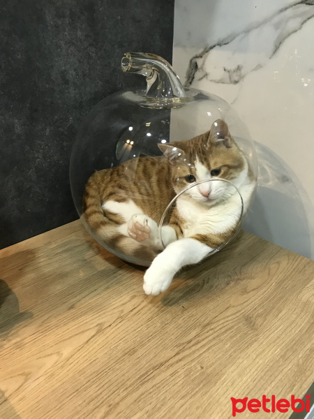 Tekir Kedi, Kedi  Dobby fotoğrafı