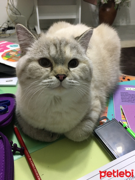 British Shorthair, Kedi  Pamuk fotoğrafı