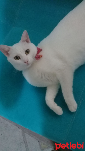 Ankara Kedisi, Kedi  Pamuk fotoğrafı