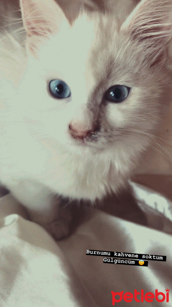 Van Kedisi, Kedi  Şans/Ufak fotoğrafı