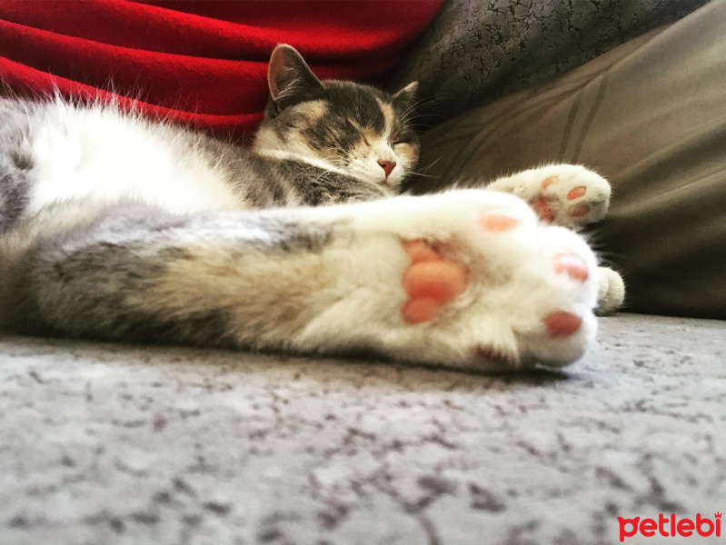 Tekir Kedi, Kedi  Şans fotoğrafı