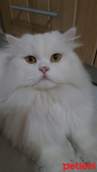 Brazilian Shorthair, Kedi  Bulut fotoğrafı