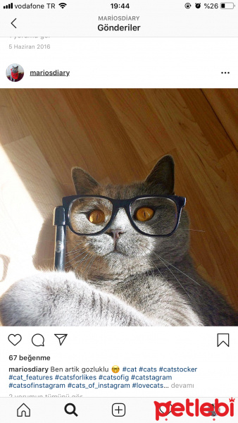 British Shorthair, Kedi  Mario fotoğrafı