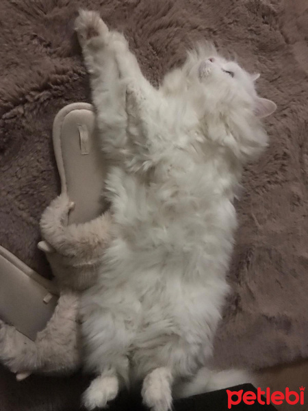 Chinchilla, Kedi  Luna fotoğrafı
