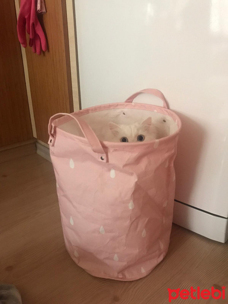 Chinchilla, Kedi  Luna fotoğrafı