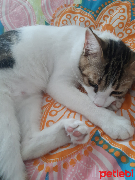 Tekir Kedi, Kedi  Juliet fotoğrafı