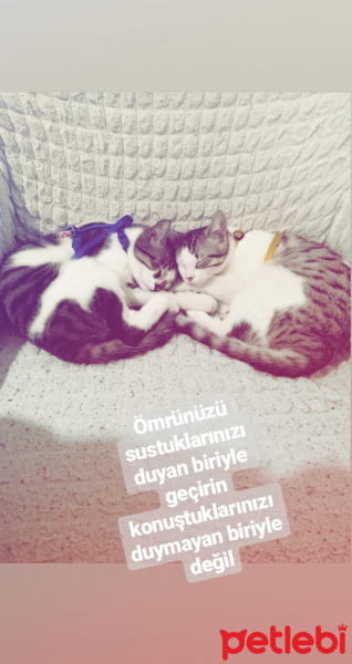 Tekir Kedi, Kedi  Şanslı fotoğrafı