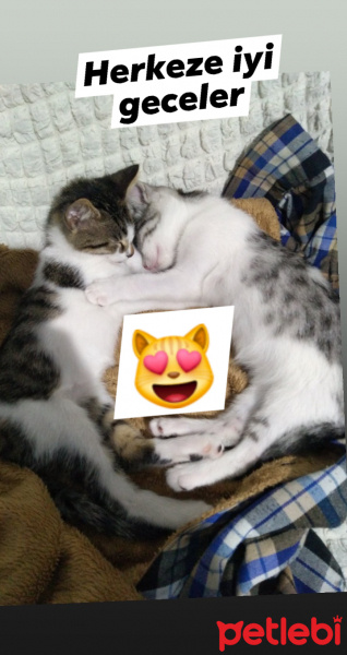 Tekir Kedi, Kedi  Şanslı fotoğrafı