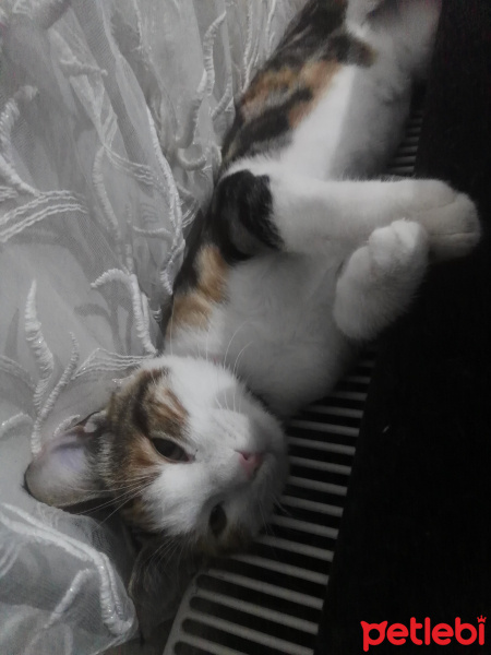 Tekir Kedi, Kedi  Sasha fotoğrafı
