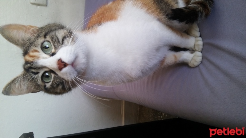 Tekir Kedi, Kedi  lady fotoğrafı