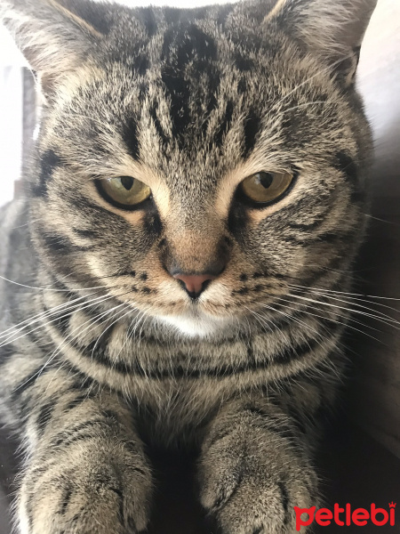 Tekir Kedi, Kedi  1no fotoğrafı