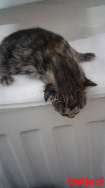 Tekir Kedi, Kedi  1no fotoğrafı
