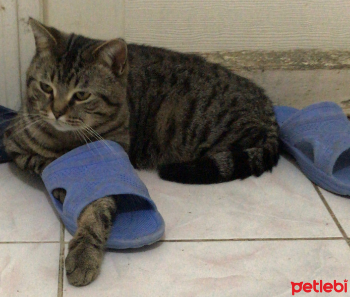 Tekir Kedi, Kedi  1no fotoğrafı