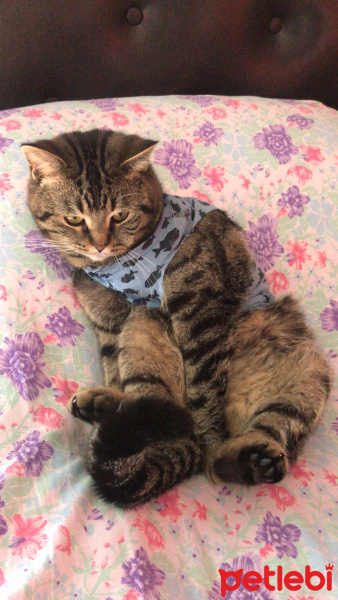Tekir Kedi, Kedi  1no fotoğrafı